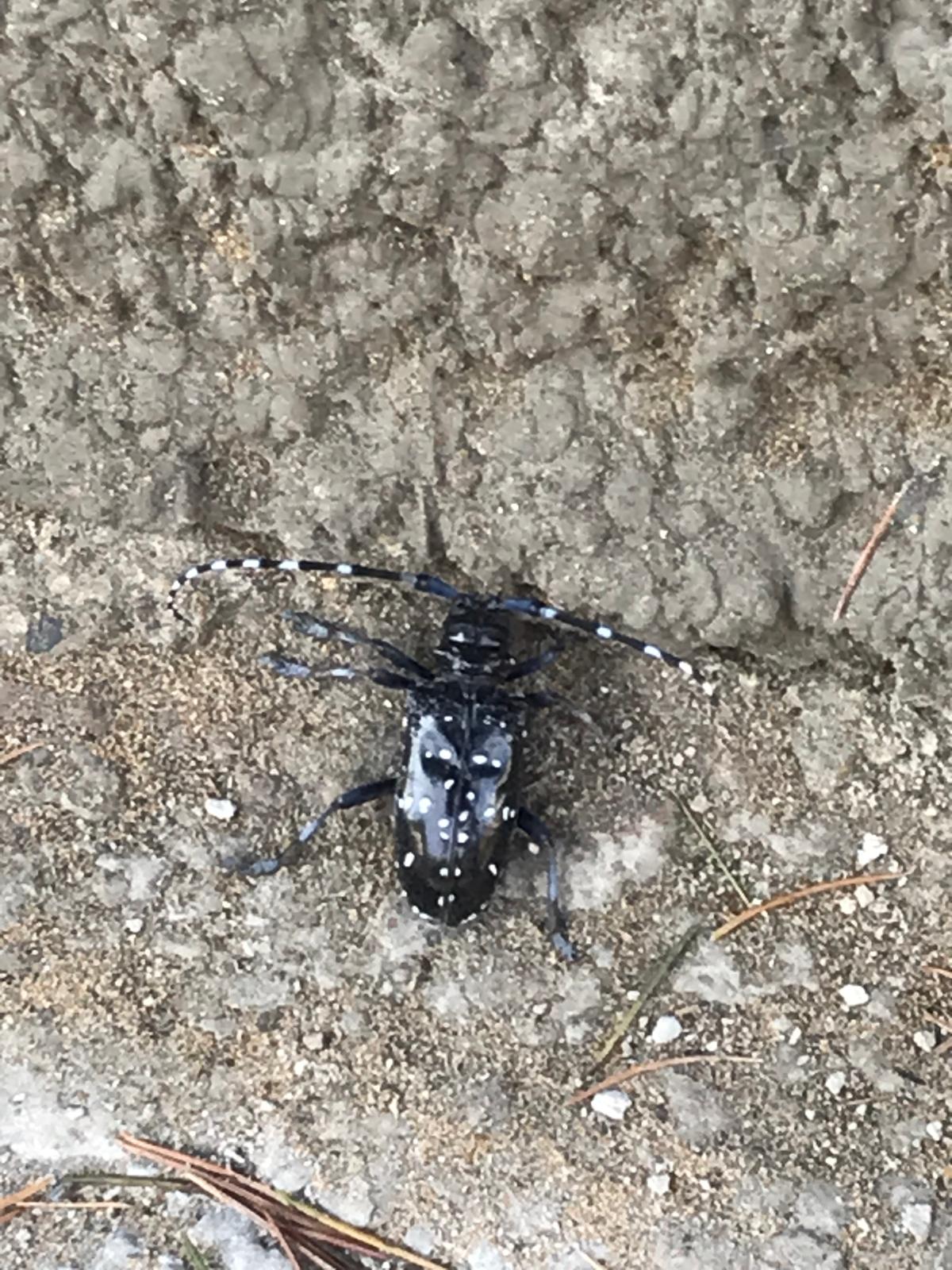 Anoplophora chinensis Turunçgil uzun boynuzlu böceği