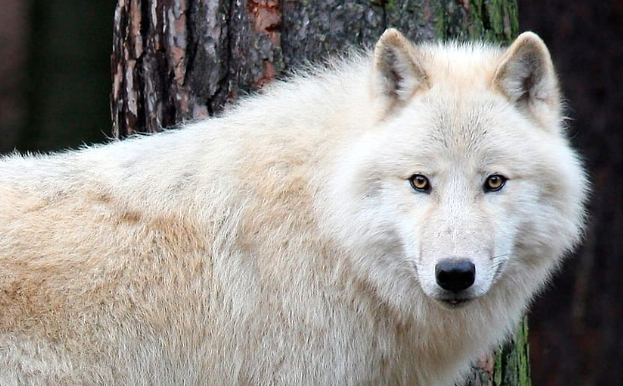 Dire Wolf Kurtları Geri mi Dönüyor? Bilim İnsanlarından Şaşırtan Açıklama