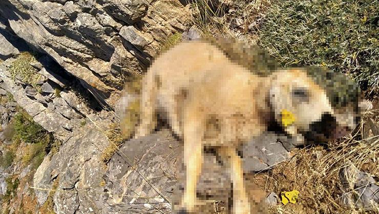 Malatya’da kurtlar 18 koyunu telef etti